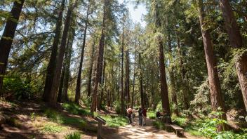 redwood grove