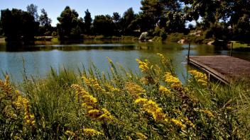flower gardens