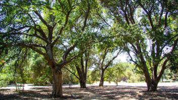 oak trees