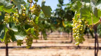 grapes