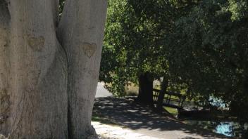 a tree